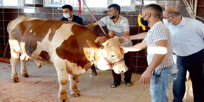 Kaymakamlk kesemeyen vatandalarn adna kurban kesti