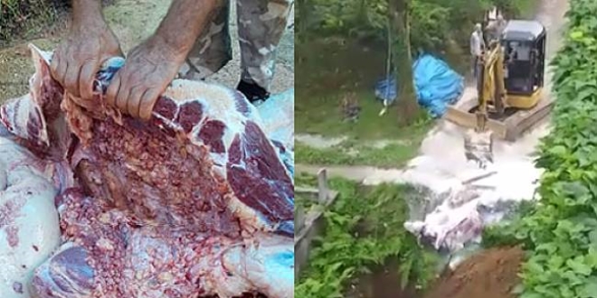 Gaziantep'te tberkloz kan kurbann eti imha edildi