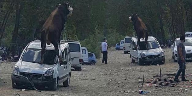 Ürken kurbanlık boğa, park halindeki aracın üstüne çıktı