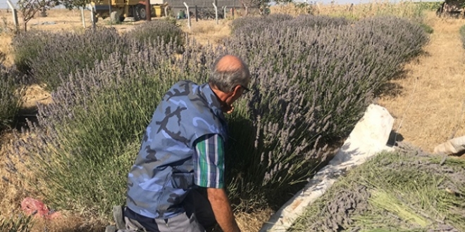 Ekti�i lavantayla k�y� karasineklerden temizledi