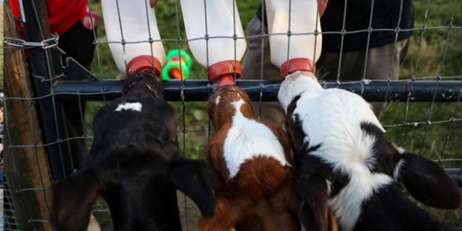 Doğuma koşan veterinere üçüz buzağı sürprizi