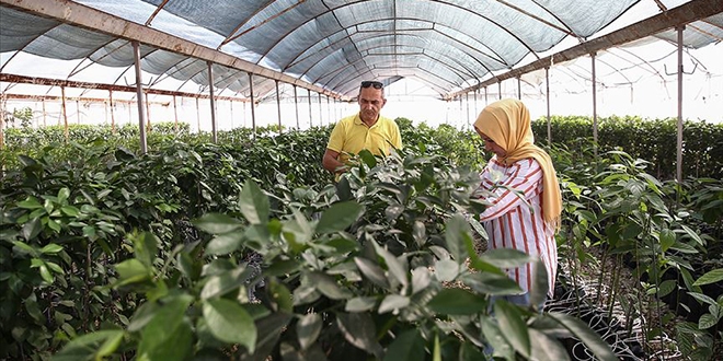 TİGEM'den çiftçiye 'yerli ve milli sebze tohumu' katkısı