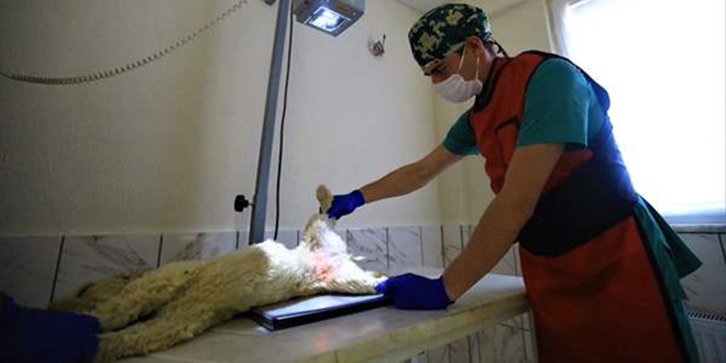 Sokak köpeğinin sırtından alınan deri, ayağına nakledildi