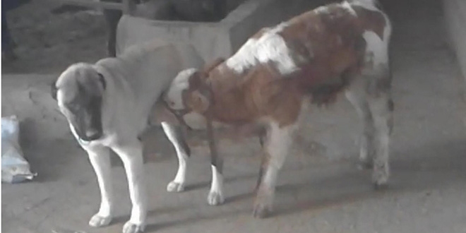 Danayı emziren kangal köpeği görenleri şaşırtıyor