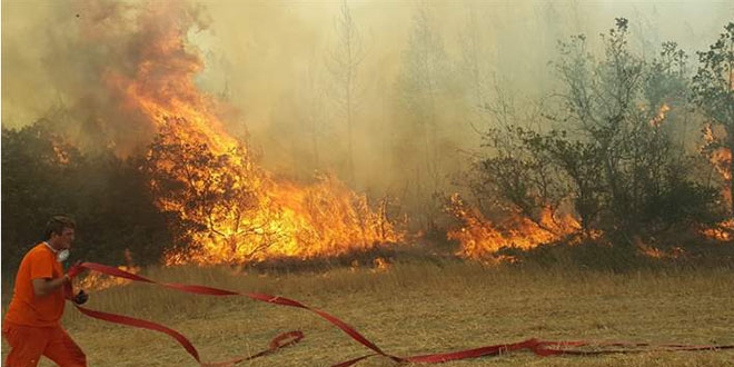 Sakarya'da orman yang�n� ��kt�