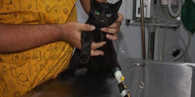 Edirne'de kedilerin zehirlendi�i iddias�na inceleme