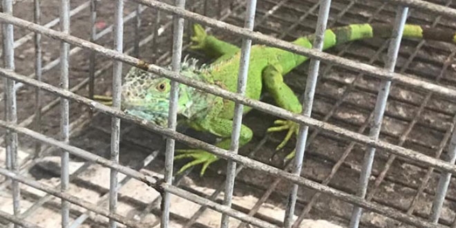 Taksici durakta iguanayı görünce şaştı kaldı