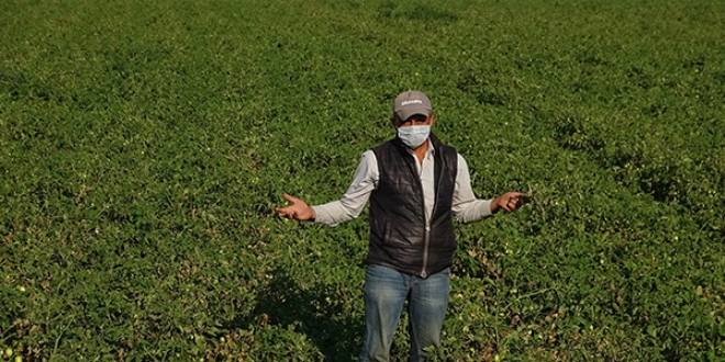 Domates fiyatları tarlada 35 kuruşa düştü, çiftçi iflas noktasına geldi
