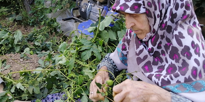 Türkiye'de sadece Bilecik'te yetişiyor