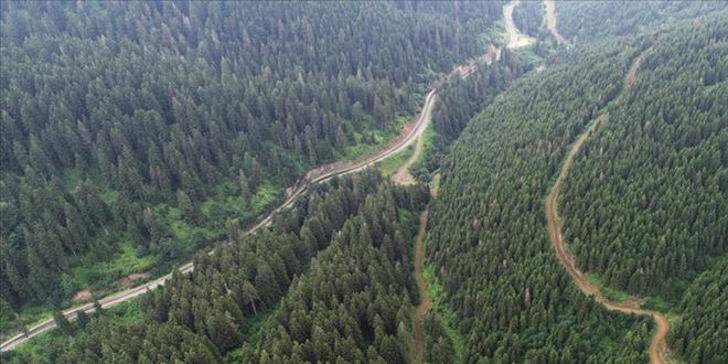 Ladin ormanlar�n� 65 bin faydal� b�cek koruyacak