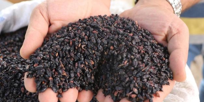 Toplaması saatler alıyor, faydası ise saymakla bitmiyor