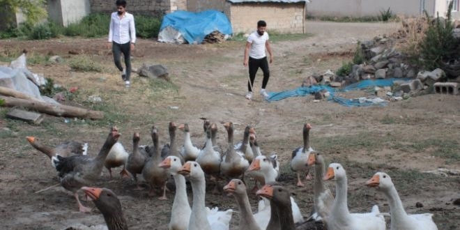 Biriktirdiği burs parası ile kaz yetiştiriciliğine başladı