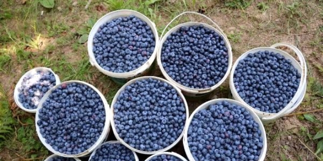 Köyüne yaban mersini bahçesi kurarak gelirini ikiye katladı