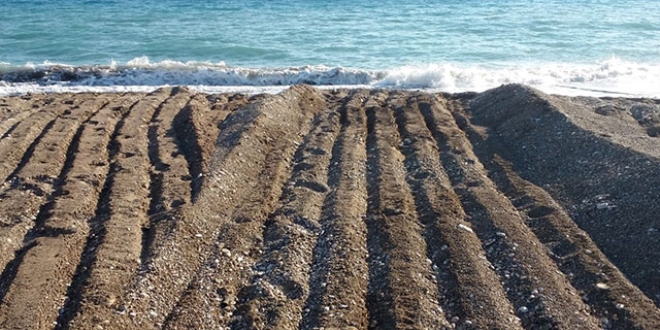 Caretta carettaların üreme alanına iş makinesiyle girildi