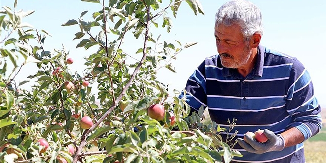 50 yıl sonra köyüne dönen müteahhit elma bahçesi kurdu