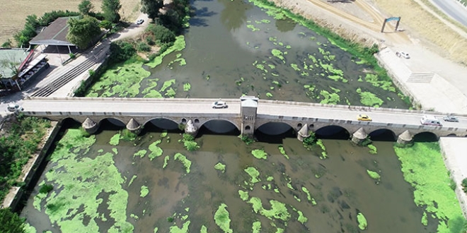 Tunca Nehri'nde 'yosun adacıkları' oluştu