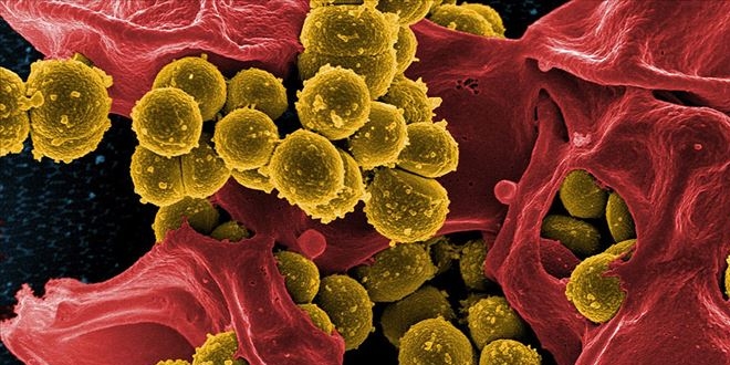 Bakterilerin 'lm l' dier bakterileri uyaryor