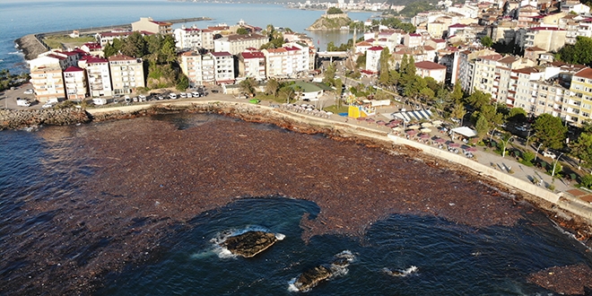 Selin sürüklediği ağaçlar deniz yüzeyini kapladı