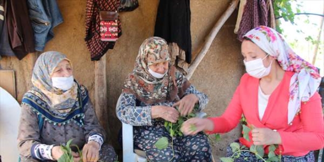 Belediye ba�kan� �alvar�n� giyip tarlada �erbet�i otu ve fasulye toplad�