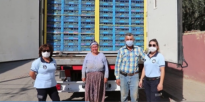 23 ton üzümü zabıta yardımıyla kurtardı