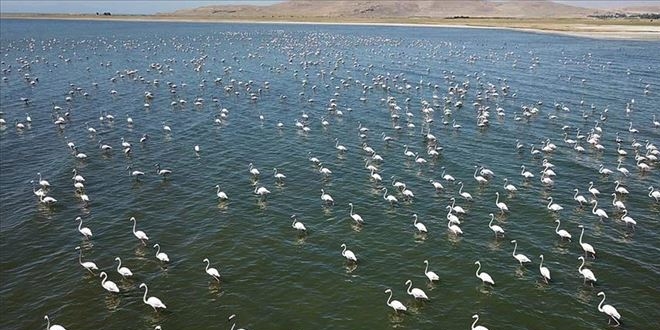 Flamingolar Van Gölü sahillerine renk katıyor