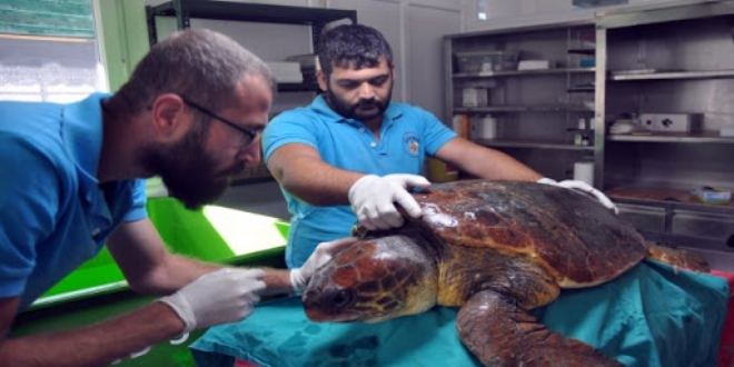 Marmaris'te yüzgecine misina dolanan caretta caretta kurtarıldı