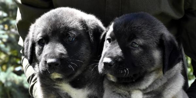Kangal k�peklerinin yavrular�n� yemesinin s�rr� ��z�ld�
