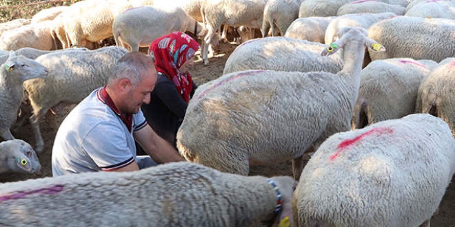 Koyun yetiştiriciliği yaparak ayda 15 bin TL kazanıyor