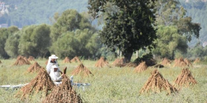 Muğla'da üretiliyor! Çin ve Japonya'dan büyük talep
