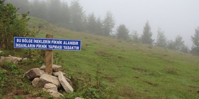 Piknikçilere tabelalı uyarı: Bu bölge ineklerin piknik alanıdır!