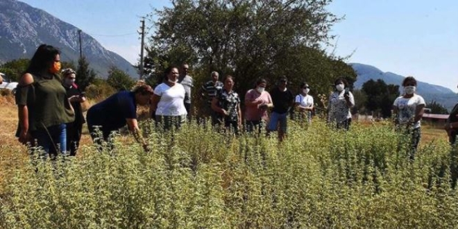 Yetiştirdikleri tıbbi aromatik bitkiler kadınlara kazanç oldu