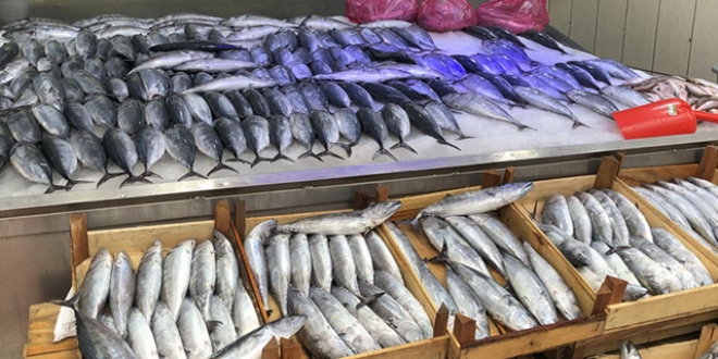 Karadeniz'de palamut bolluğu