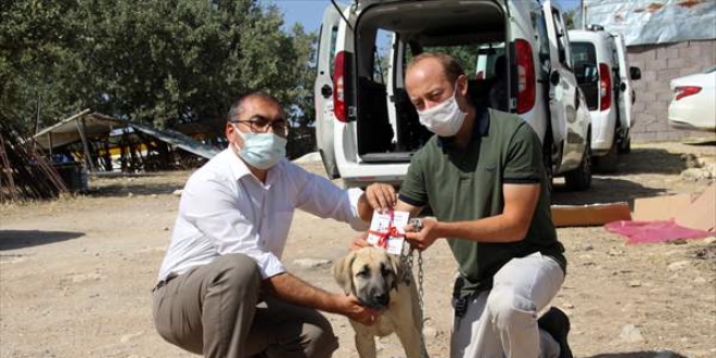 Uşaklı yetiştiricinin 'kangal' köpeği isteğini CİMER geri çevirmedi
