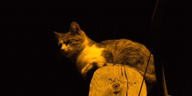 Sivas'ta telefon direinin tepesinde mahsur kalan kediyi itfaiye kurtard