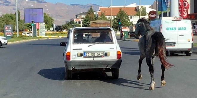 Otomobile bağladıkları atı kilometrelerce koşturdular