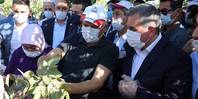 Koronavirüsü atlatan Binali Yıldırım ve eşi Şanlıurfa'da fıstık hasadına katıldı