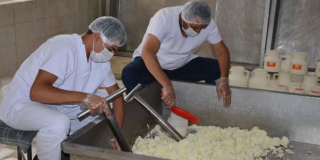 Devlet desteiyle ylda 200 ton peynir retiyor