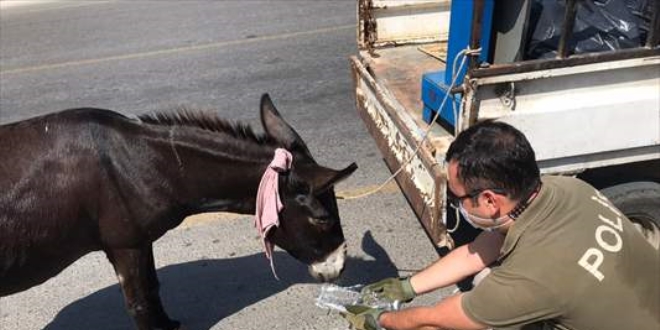 Mersin'de kamyonete bağlanarak sürüklenen eşeği polis kurtardı