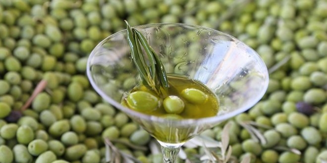 Kanser tedavisinde zeytin çekirdeği umudu