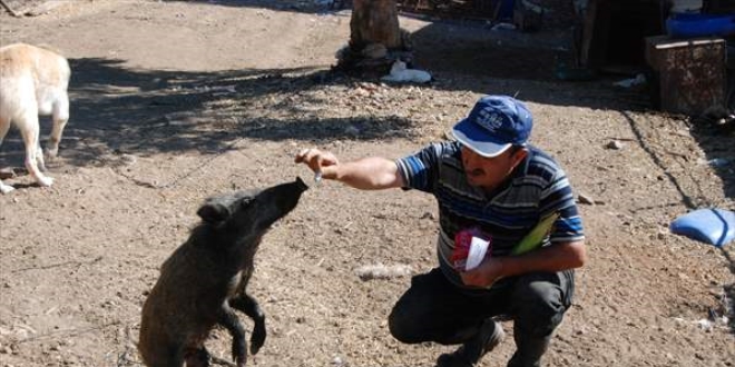 Köpek saldırısından kurtardığı yaban domuzu yavrusunu evcilleştirdi