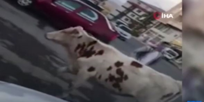 Veterinere giden iki buzağı viral oldu