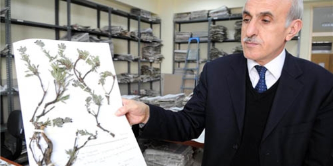 İzine ender rastlanılan bitki türü Bingöl'de bulundu