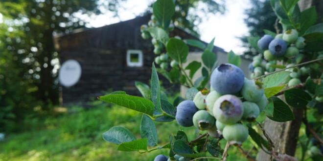 Kilosu 50 lira! reticinin yzn gldrd