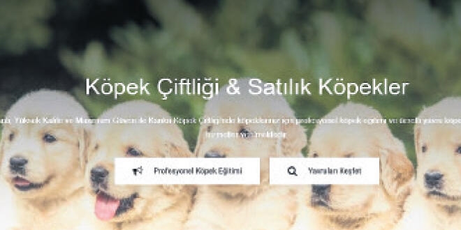 Vurgunda yeni yol köpek çiftlikleri... Fiyat 93 bin TL'ye kadar çıkıyor