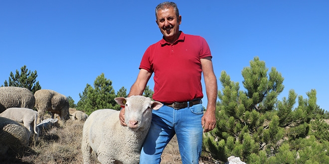 Bu koçları tanesi 28 bin lira! İşte sebebi