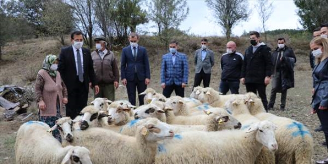 Koyunlar kurt saldrsnda telef olan aileyi Bakan Pakdemirli sevindirdi