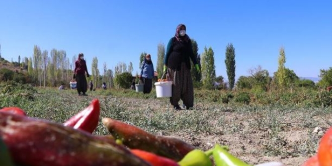 Komşu 14 girişimci kadının üretim başarısı