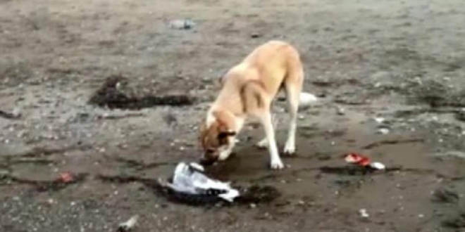 K�pekten insanl�k dersi! �len mart�y� b�yle g�md�