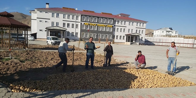 Okulun deposundaki patatesleri ekerek 1,5 ton hasat elde etti