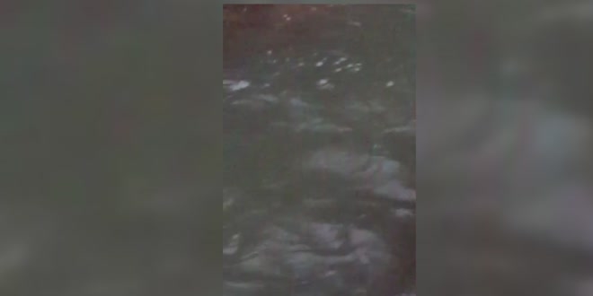 Ankara Kirmir Çayı'nda su samuru görüntülendi